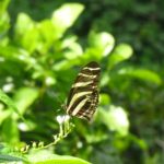 Macho monarca butterfly, Puerto Rico