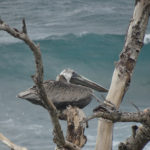 Napping brown pelican